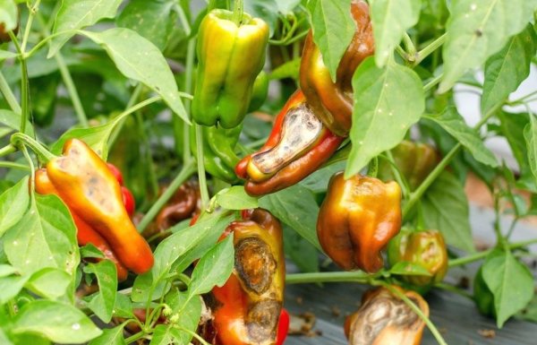왜 고추는 덤불에서 썩는 걸까요?