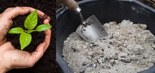 재를 넣은 고추를 먹이는 방법