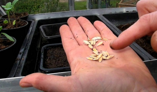 오이 씨앗 발아 테스트 방법