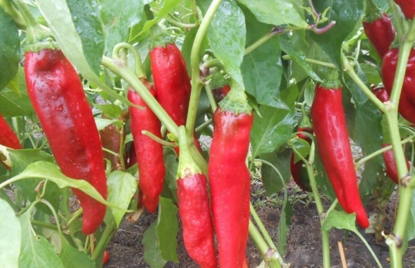 고추 재배의 특징