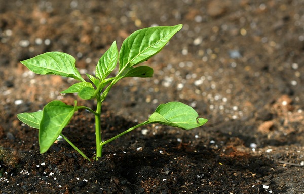 고추에 질산칼슘을 사용하다
