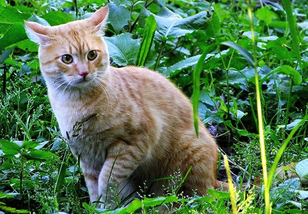 정원에 있는 고양이