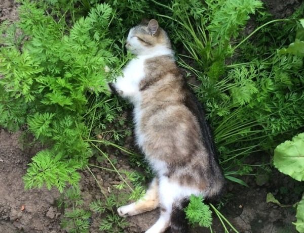 파슬리 위의 고양이