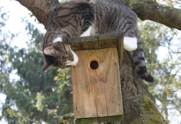 새집에 있는 고양이