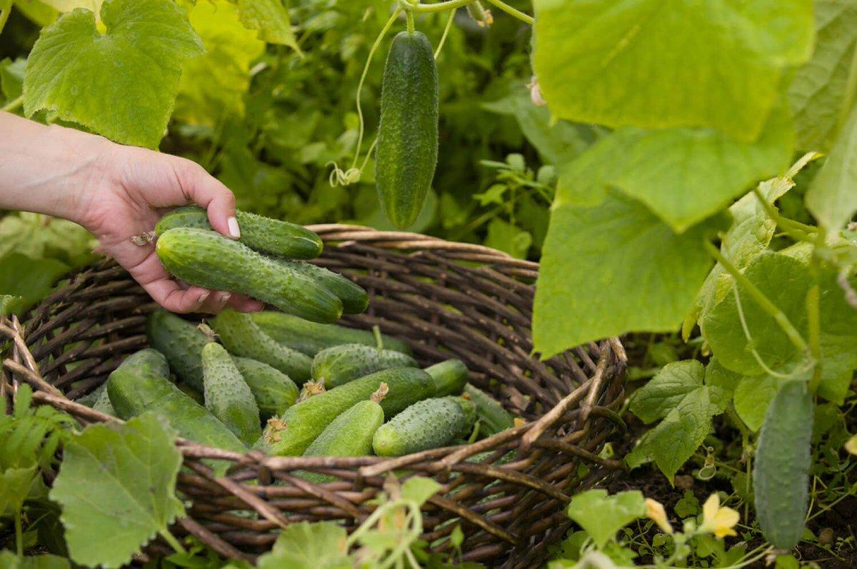 바구니에 담긴 오이
