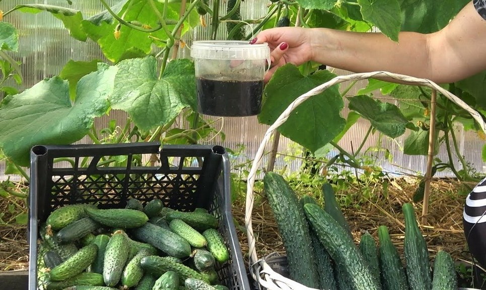 양파껍질 달인물을 오이에 먹이기