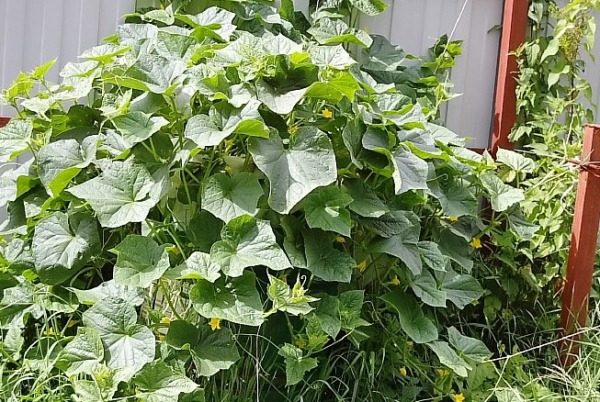 가터가 없는 부시 오이