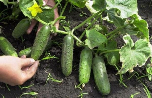 오이 품종 덤불