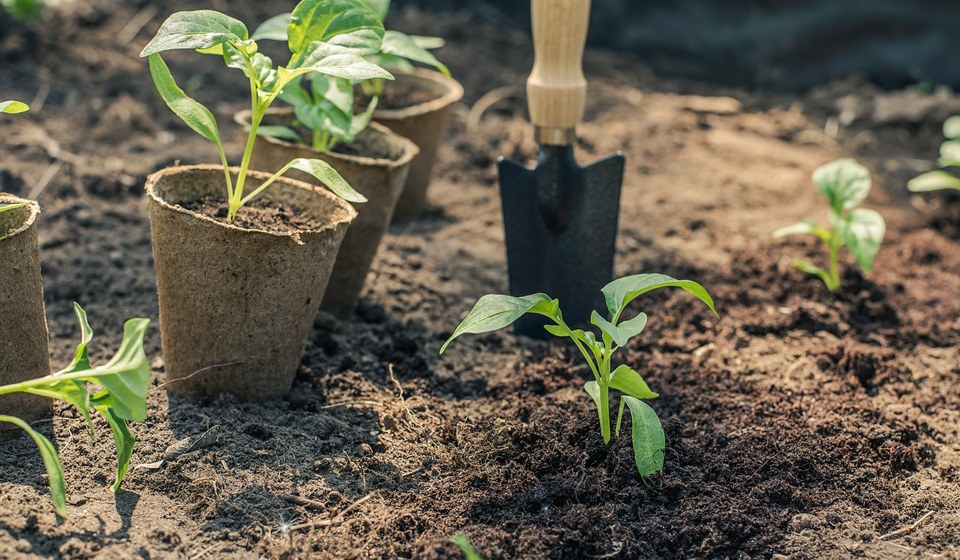고추 모종 심기