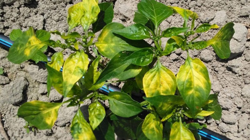 고추잎이 노랗게 변하고 있어요