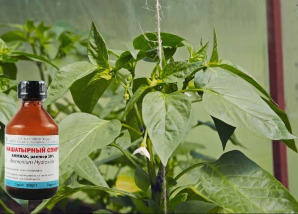 피망 비료 주기