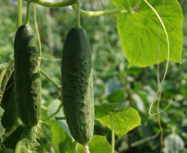 피닉스 오이 품종