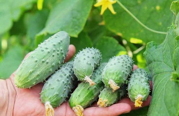 가장 좋은 늦은 품종의 오이