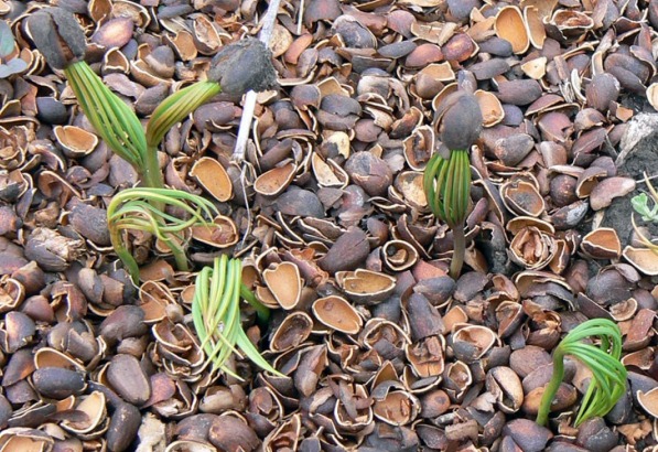 싹이 난 견과류