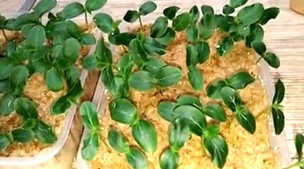 톱밥 속의 묘목