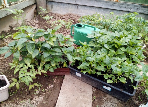 고추의 유익한 이웃과 해로운 이웃