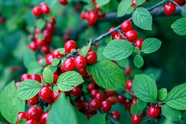 보이로흐나자 비슈냐