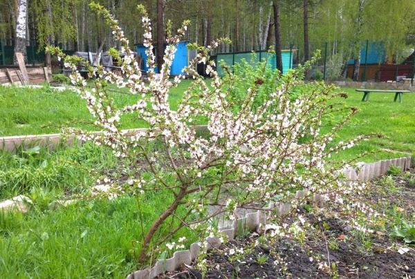 vojlohnaja vishnja v cvetu