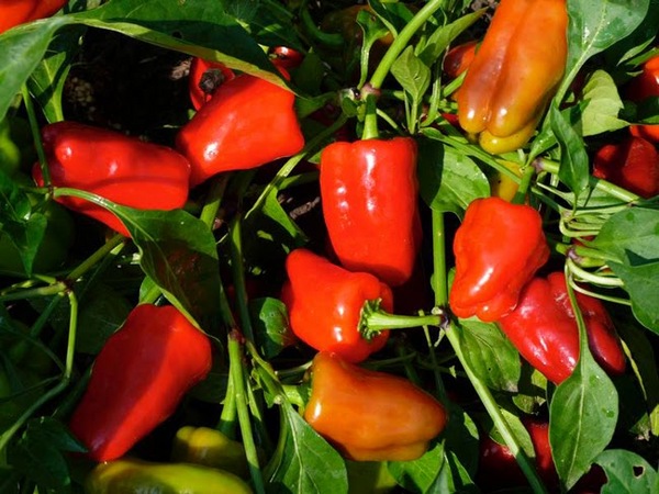 시베리아와 우랄에서 피망 재배