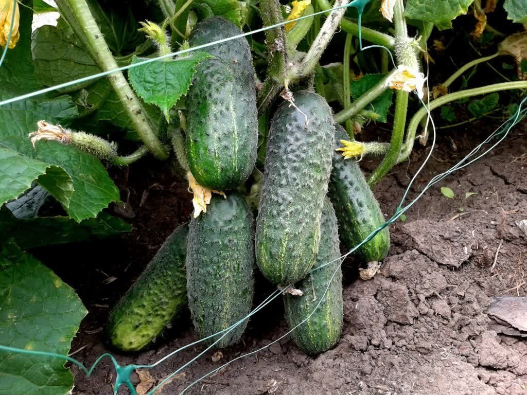 추위에 강한 오이