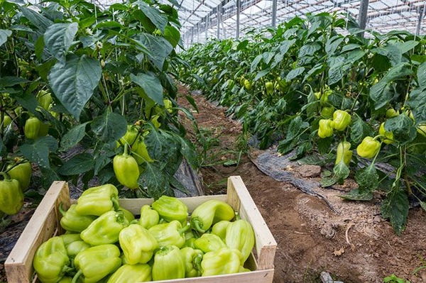 온실에서 고추를 재배하는 방법