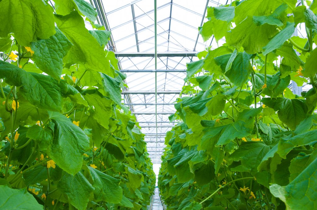 에콜 오이는 어떻게 자라나요?