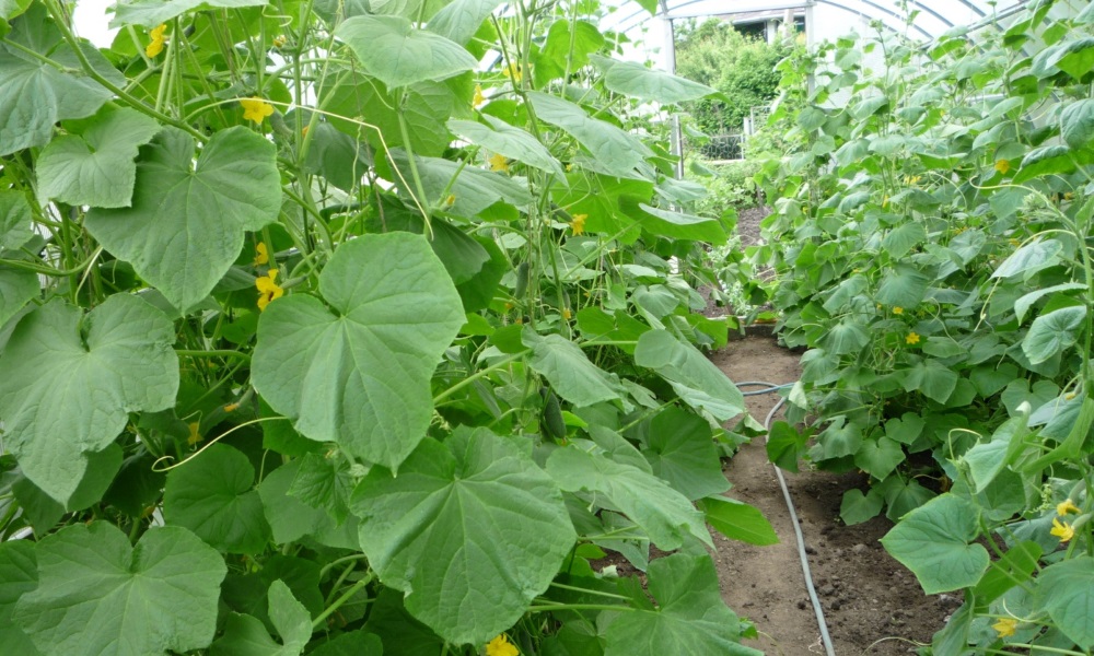 온실 속의 에콜 오이