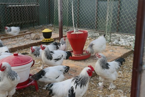 닭을 키우다