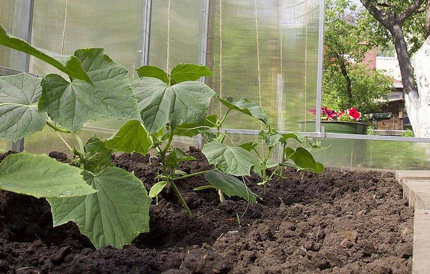 오이를 어디에 심을까