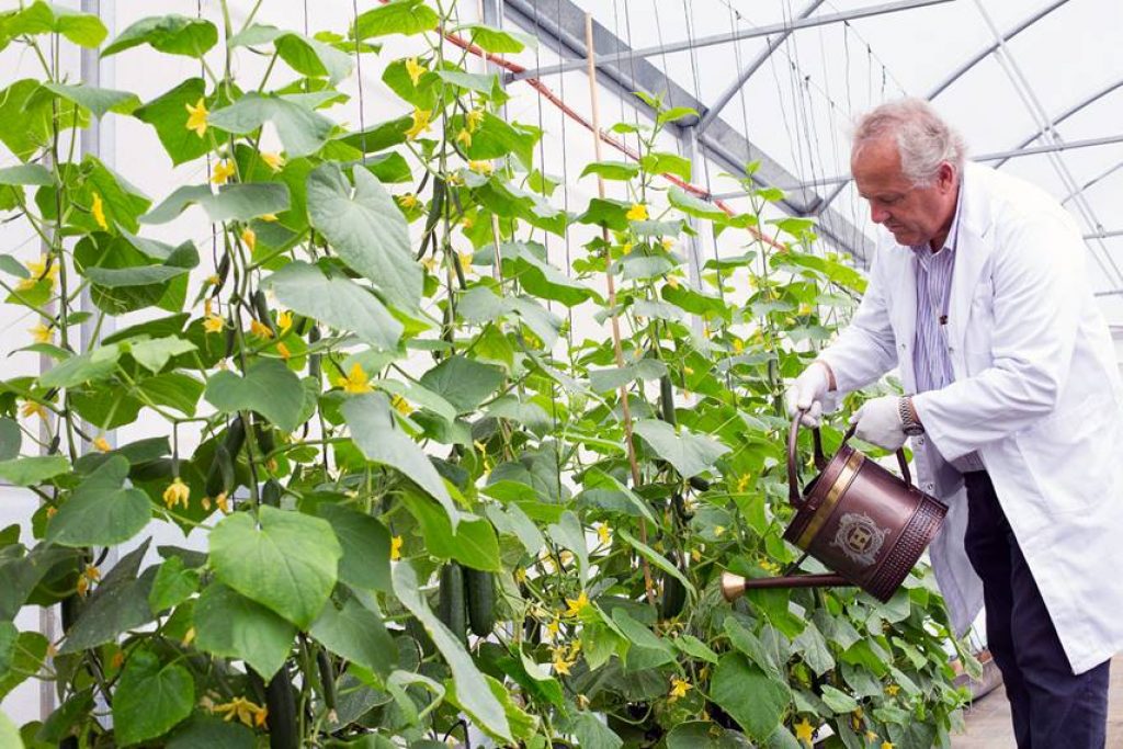 온실에서 오이 관리하기