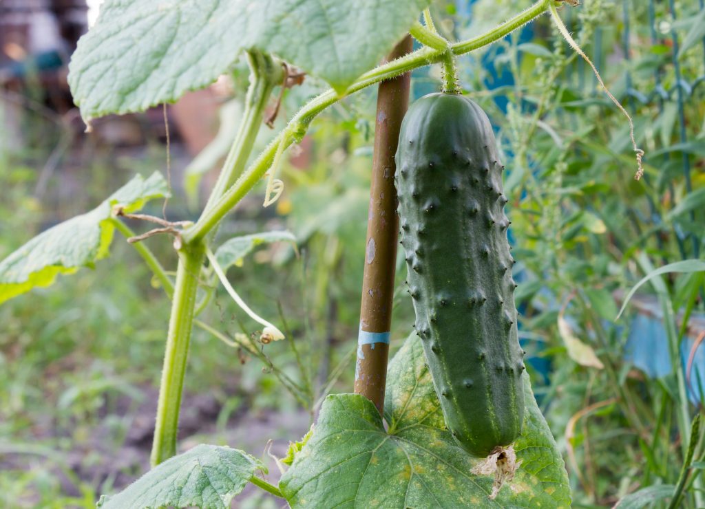 도시 오이 f1: 리뷰, 품종 설명, 창틀과 발코니에서 재배, 수확량
