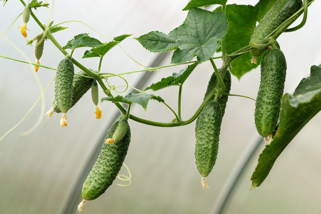 창턱에서 오이 재배