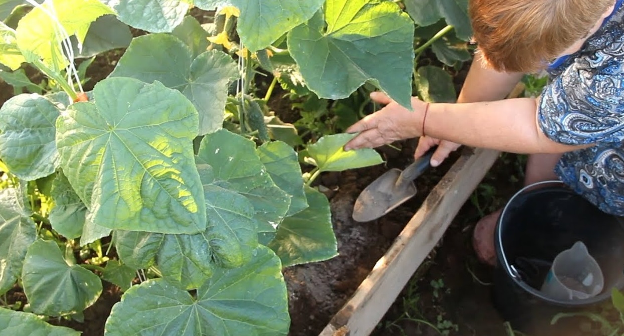 오이 비료 주기