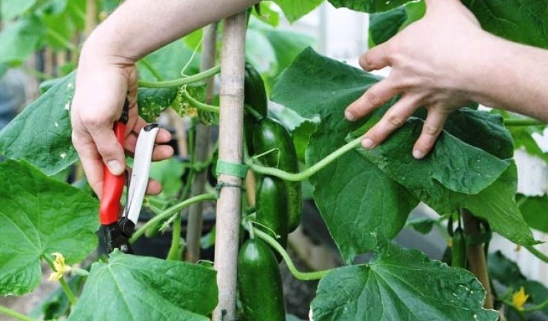 오이 가지치기
