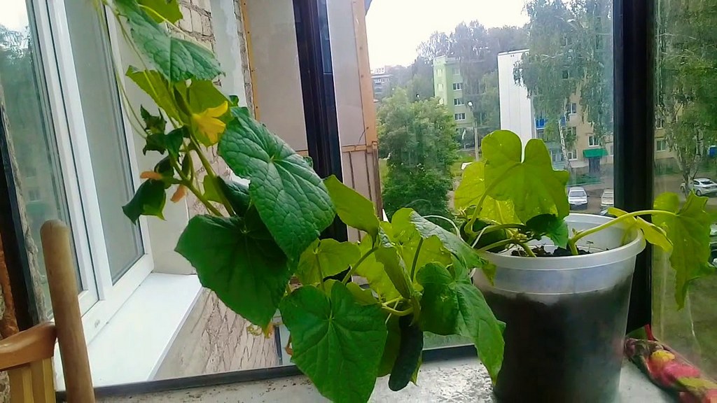 발코니의 오이 질병