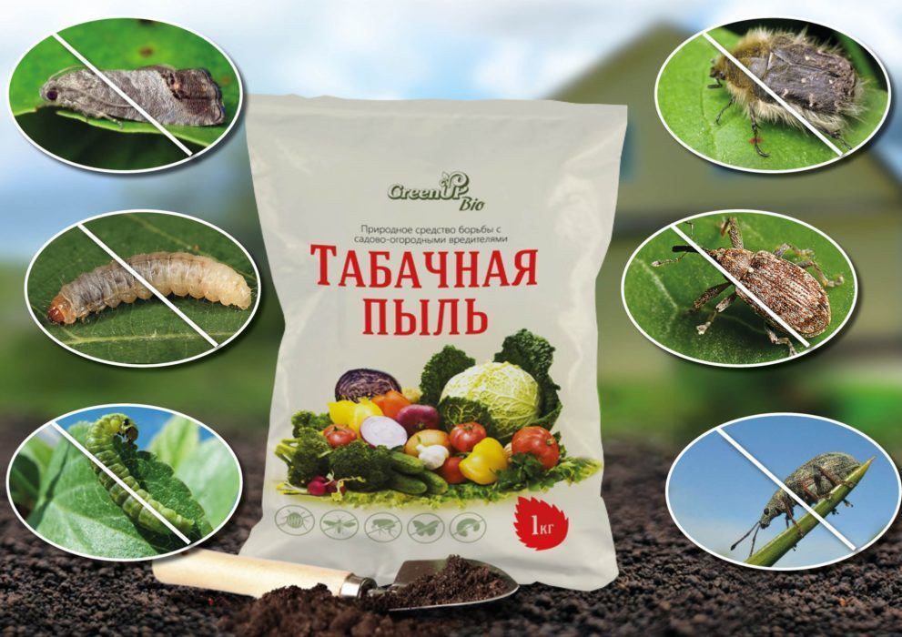 해충에 대한 담배가루