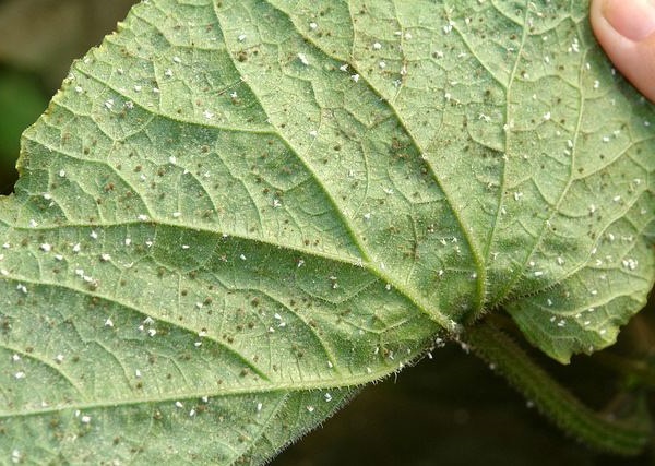 온실의 오이에 붙은 흰파리