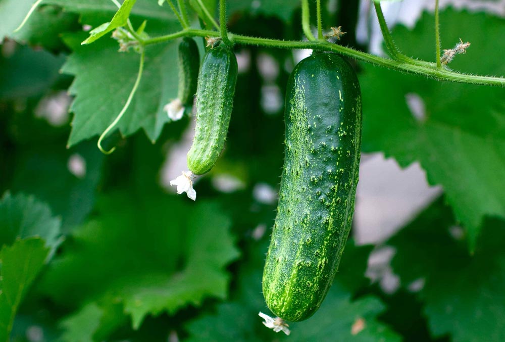 오이 에멜리아 f1