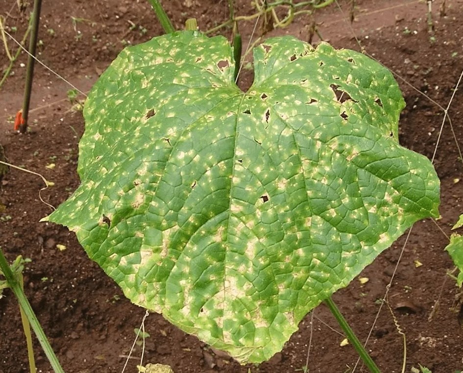 오이의 Phytophthora