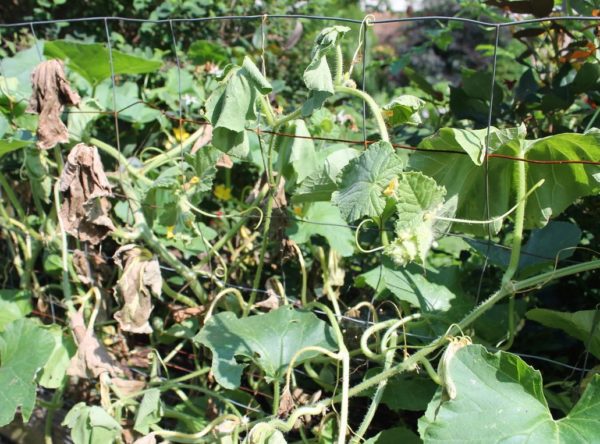 오이의 Phytophthora