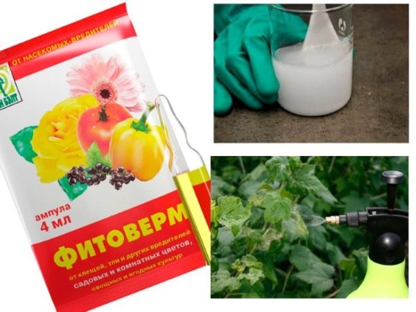 피토베르름 용액