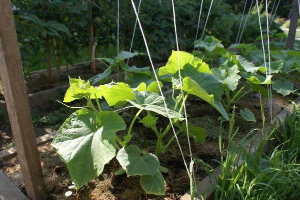 오이를 격자에 묶다