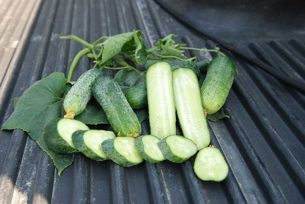 모라비아 오이 피클 f1