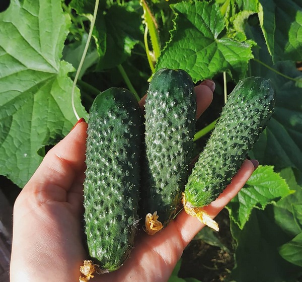 오이 시베리안 익스프레스 f1