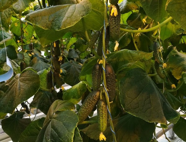 폴란드 품종의 오이 잡종