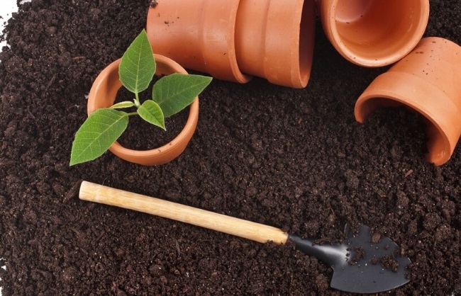 식물을 위한 토양