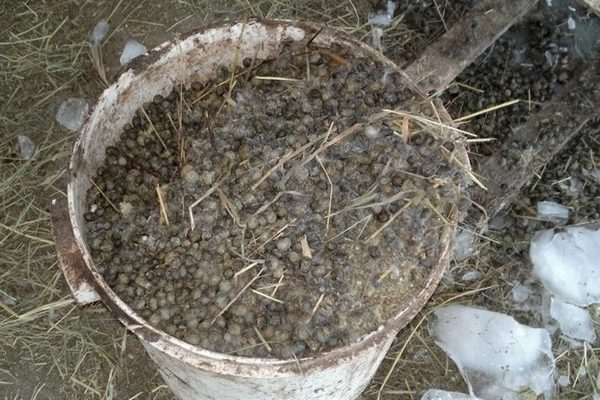 양동이에 담긴 분뇨