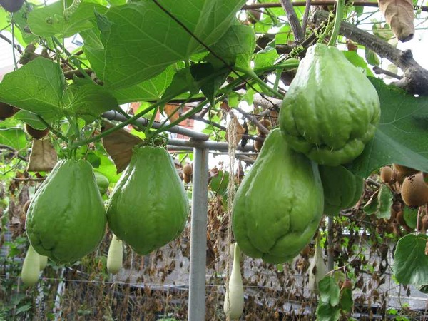 멕시코 차요테 오이