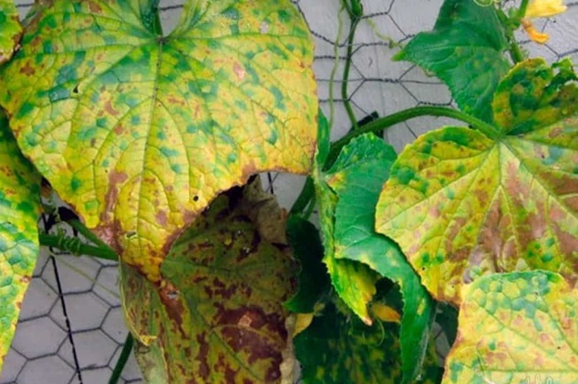 대리석 무늬 전단지