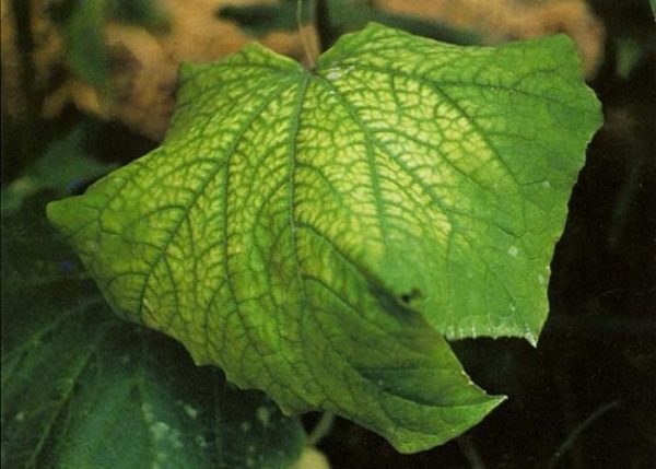 nehvatka magnija ogurcam